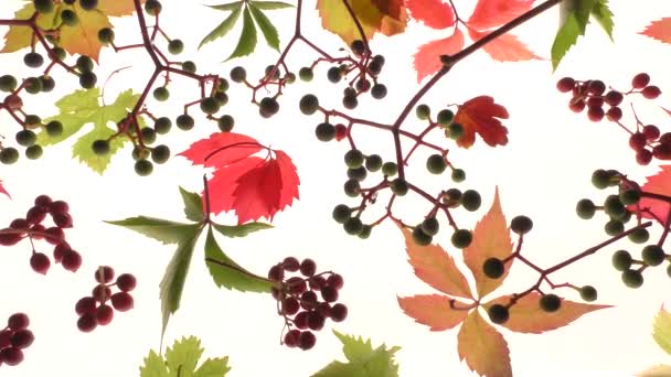 Větvička Viburnum Red Parthenocissus Zralými Bobulemi Podsvíceném Pozadí Obklopená Podzimními — Stock video