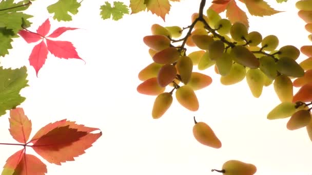 Свежий Виноград Подсветке Окружении Осенних Листьев Органические Фрукты Сельскохозяйственная Тема — стоковое видео