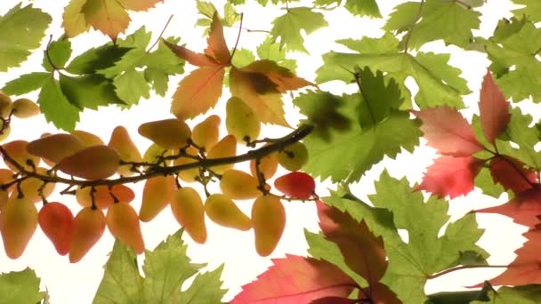 Raisins Frais Sur Fond Contre Jour Entouré Feuilles Automne Fruits — Video