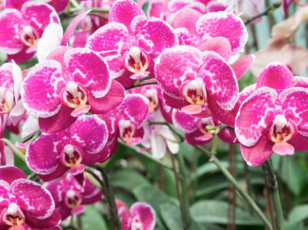 Большая Розовая Орхидея Украшения Теплице Органической Фермы — стоковое фото