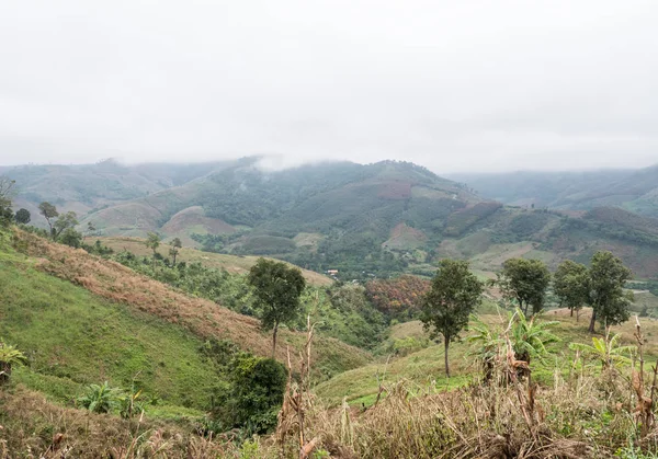 Fazenda Plantação Orgânica Montanha Alta Início Manhã Com Nevoeiro Norte — Fotografia de Stock