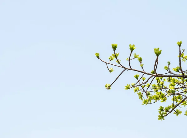 若い新鮮な葉をコピー スペースと 澄んだ青い空の下の分岐から — ストック写真