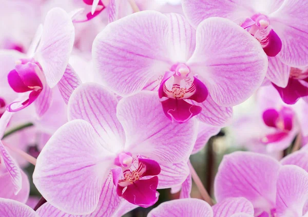 Цветение Свежей Фаленопсисовой Орхидеи Ботаническом Саду — стоковое фото