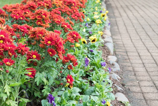 Rote Gerbera Reihe Blumenbeet Ziegelweg Botanischen Garten — Stockfoto