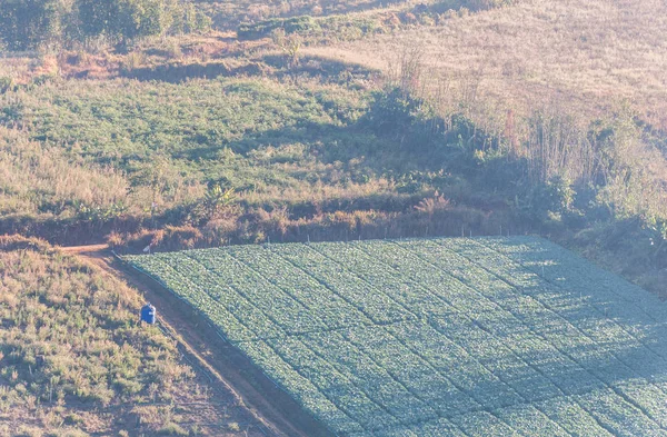 Local Cabbage Farm Hill Haze Early Morning Countryside Thailand — Stock Photo, Image