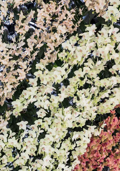 Taze renkli Orkide cins botaincal bahçe dekorasyon için Kemer Köprüsü.