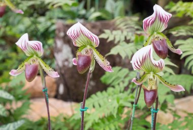 Paphiopedilum orkide (Lady's Terlik Orkide) sera büyüme Botanik Bahçe olduğunu.