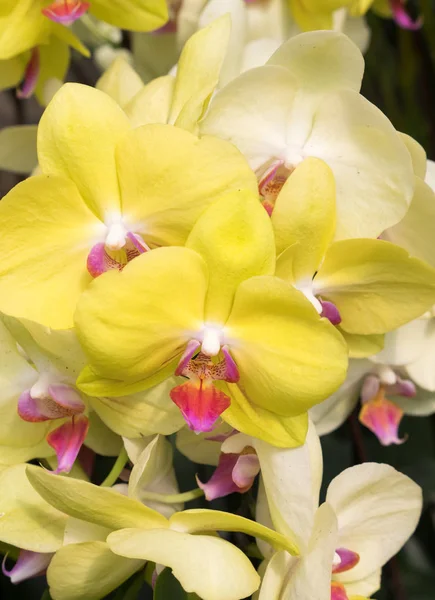 Gros Plan Orchidée Phalaenopsis Jaune Qui Fleurit Dans Boutique Fleurs — Photo