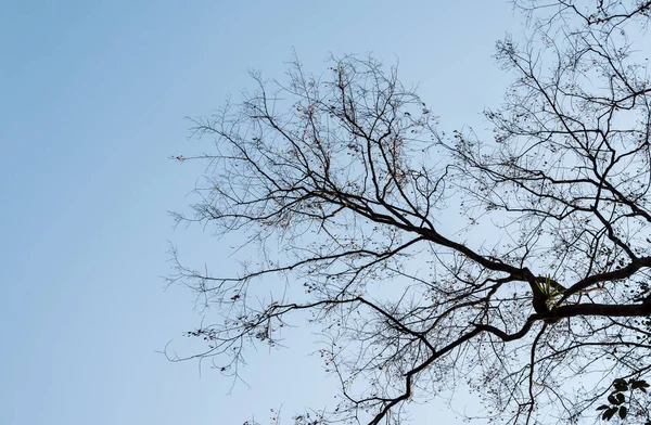 澄んだ青空の下にコピースペースを持つ大きな木の乾いた枝 — ストック写真