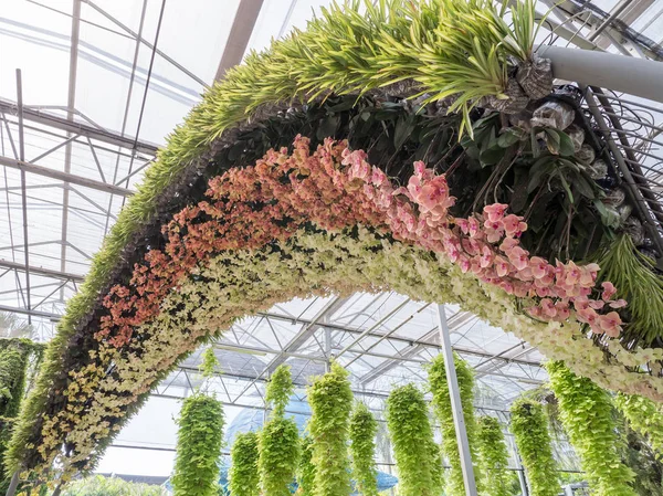 Fresco Camber Orquídea Con Phalaenopsis Dos Tonos Para Decoración Jardín —  Fotos de Stock