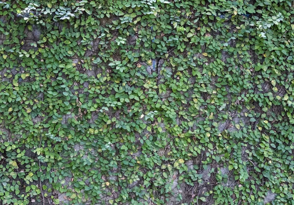 Натуральная Растительная Стена Кирпичном Заборе Городского Дома — стоковое фото
