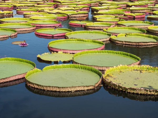 Large Victoria Lotus Floating Pond Lotus Garden Thailand — Stock Photo, Image