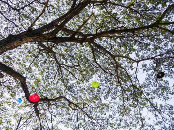 モダン カラフルな電球が大きな木の枝にかかっています — ストック写真