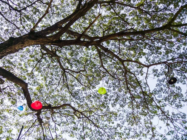 Moden Bunte Elektrische Lampe Hängt Ast Des Großen Baumes — Stockfoto