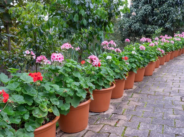 Fioritura Fiore Nel Vaso Plastica Sta Remando Lungo Percorso Mattoni — Foto Stock