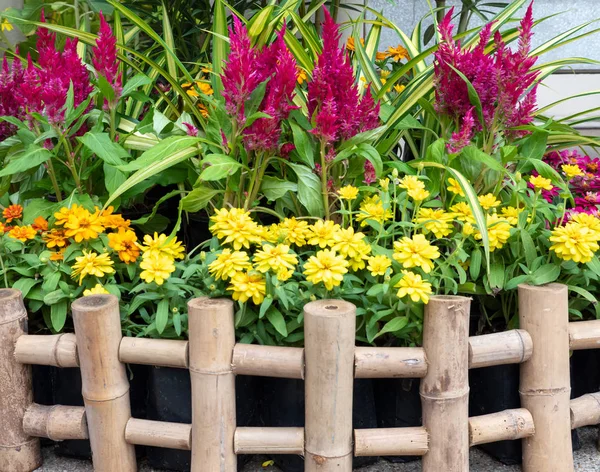 Pocket Garden Mit Dem Roten Kokoskamm Bambuszaun Für Die Dekoration — Stockfoto