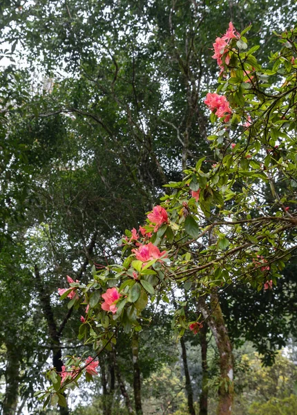 Rhododendron arboreum tree with the drop.