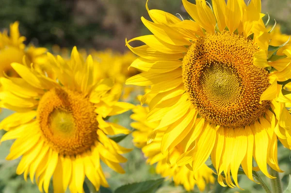 Sunflowers field is blooming. — Stock Photo, Image