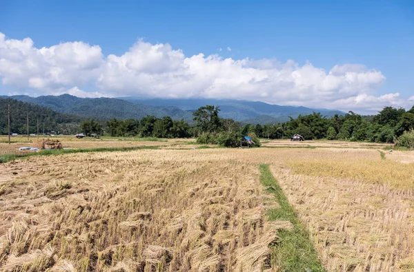 Goldene Reisfelder in der Erntezeit. — Stockfoto