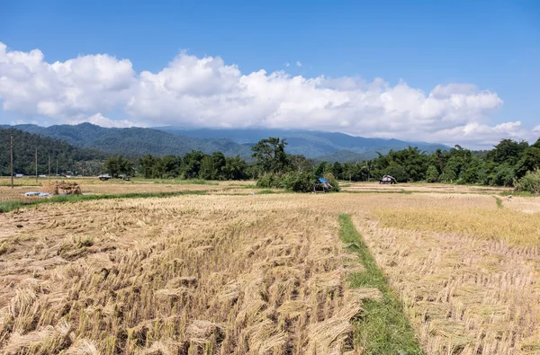 Golden paddy field in the harvest time. — Stock Photo, Image