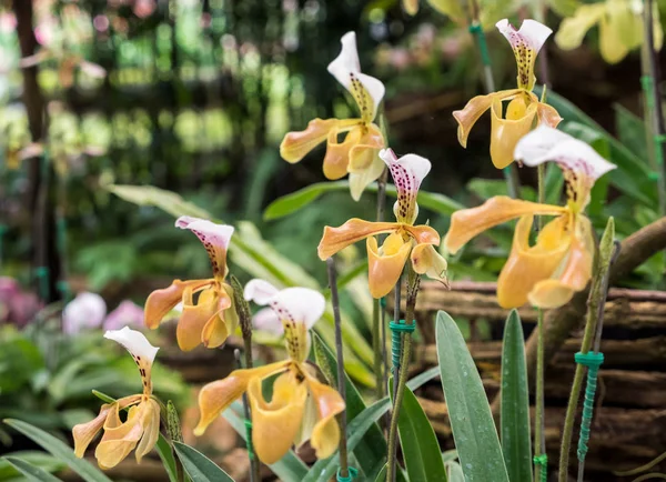 Dame jaune pantoufle orchidée (Paphiopedilum villosum ). — Photo