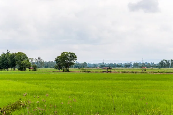 Blick auf das frische Reisfeld mit leichtem Nebel. — Stockfoto