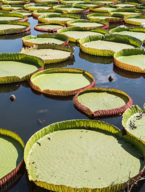 Büyük Victoria lotus.