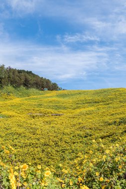 Meksika ayçiçeği tarlası (ağaç kadife çiçeği).