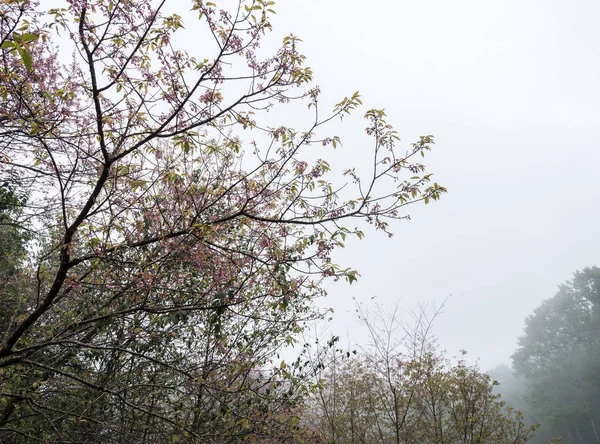 淡い霧で桜が咲いている. — ストック写真