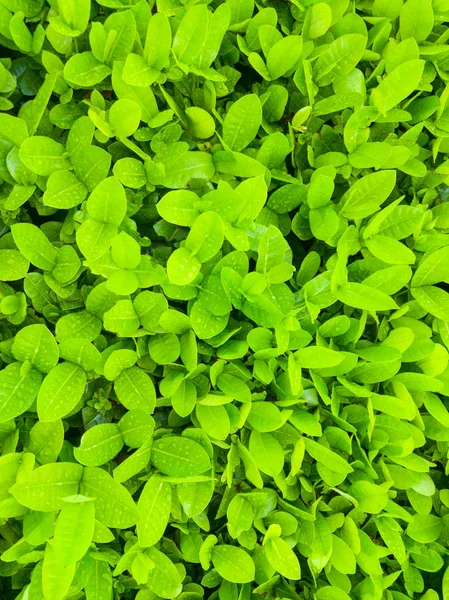 Fond de buisson frais avec la goutte d'eau . — Photo