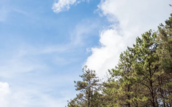 Pine row under the cloudy sky. — Stock Photo, Image