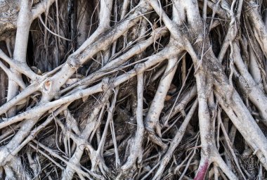 Tayland tapınağındaki kilisenin yakınındaki büyük banyan ağacının karmaşık kökü.. 