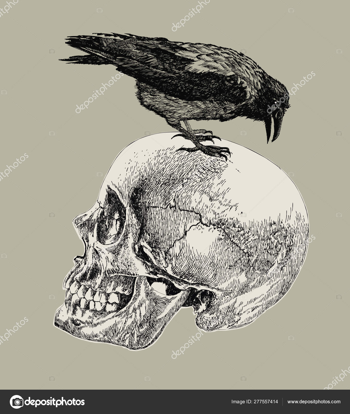 Ворон на человеческом черепе. Ручной рисунок, векторная иллюстрация ...