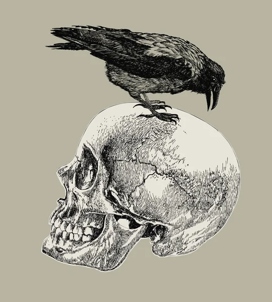 Raven op een menselijke schedel. Hand tekening, vector illustratie. Vectorbeelden
