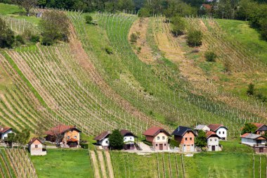 Güney Slovenya'daki Lendavske Gorice'deki üzüm bağları ve tepeler
