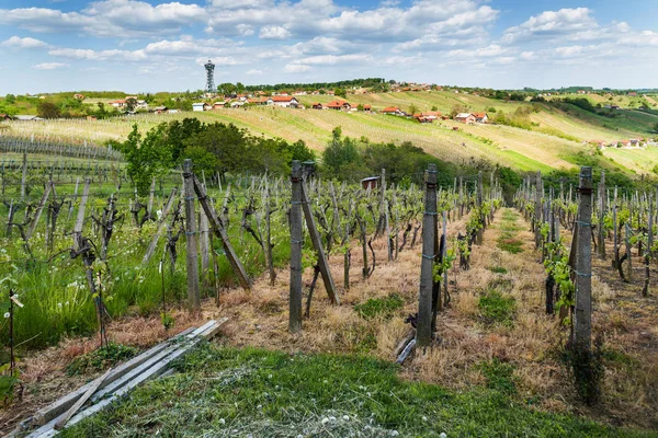 Vigneti Colline Lendavske Gorice Nel Sud Della Slovenia — Foto Stock