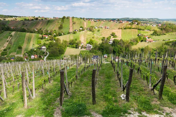 Vigneti Colline Lendavske Gorice Nel Sud Della Slovenia — Foto Stock