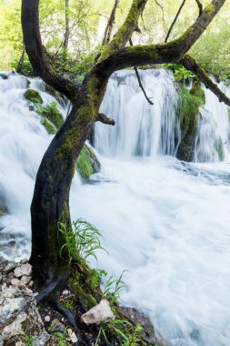 Plitvice Gölleri Ulusal Parkı, Hırvatistan. Küçük şelaleler