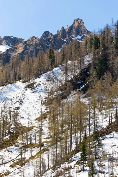 Nieve primaveral y árboles en la pendiente. Paso Grossglockner en Austri — Foto de Stock