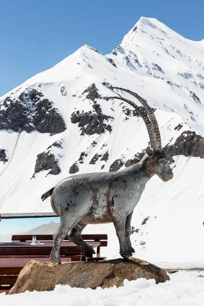 24 MAYO 2019, Grossglockner Hohalpenstrasse, Austria. Estadísticas animales — Foto de Stock