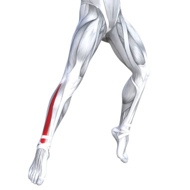 Kavram kavramsal 3d çizim uygun güçlü açık alt bacaklar insan anatomisi, vücut tıbbi sağlık tendon ayak ve biyolojik spor salonu fitness kas sistemi için anatomik kasları izole beyaz arka plan