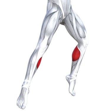 Kavram kavramsal 3d çizim uygun güçlü açık alt bacaklar insan anatomisi, vücut tıbbi sağlık tendon ayak ve biyolojik spor salonu fitness kas sistemi için anatomik kasları izole beyaz arka plan