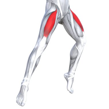 Kavram kavramsal 3d çizim uygun güçlü ön üst bacaklar insan anatomisi, vücut tıbbi sağlık tendon ayak ve biyolojik spor salonu fitness kas sistemi için anatomik kasları izole beyaz arka plan