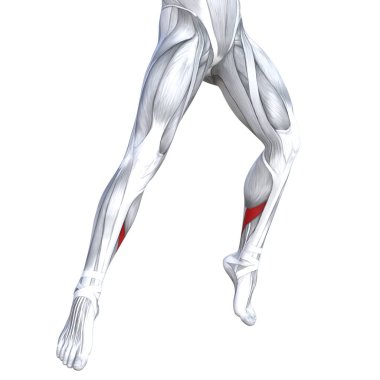 Kavram kavramsal 3d çizim uygun güçlü açık alt bacaklar insan anatomisi, vücut tıbbi sağlık tendon ayak ve biyolojik spor salonu fitness kas sistemi için anatomik kas sisolated beyaz arka plan