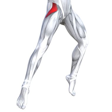 Kavram kavramsal 3d çizim uygun kuvvetli bacakları insan anatomisi, vücut tıbbi sağlık tendon ayak ve biyolojik spor salonu fitness kas sistemi için anatomik kasları izole beyaz arka plan 