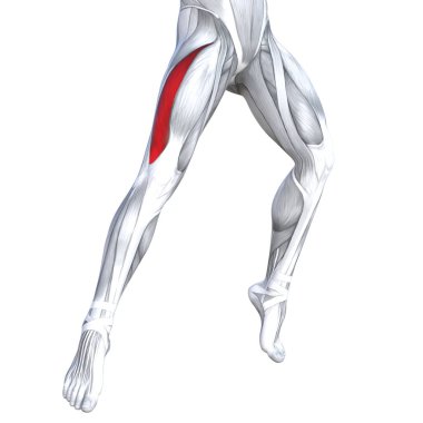 Kavram kavramsal 3d çizim uygun güçlü ön üst bacaklar insan anatomisi, vücut tıbbi sağlık tendon ayak ve biyolojik spor salonu fitness kas sistemi için anatomik kasları izole beyaz arka plan