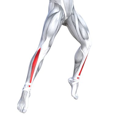 Kavram kavramsal 3d çizim uygun güçlü açık alt bacaklar insan anatomisi, vücut tıbbi sağlık tendon ayak ve biyolojik spor salonu fitness kas sistemi için anatomik kasları izole beyaz arka plan