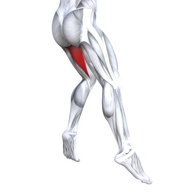 Kavram kavramsal 3d çizim uygun kuvvetli bacakları insan anatomisi, vücut tıbbi sağlık tendon ayak ve biyolojik spor salonu fitness kas sistemi için anatomik kasları izole beyaz arka plan 