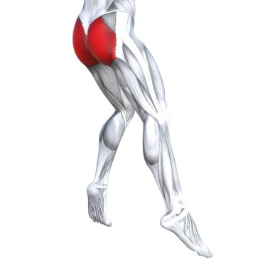 Kavram kavramsal 3d çizim uygun güçlü bacak insan anatomisi, vücut tıbbi sağlık tendon ayak ve biyolojik spor salonu fitness kas sistemi için anatomik kasları izole beyaz arka plan 