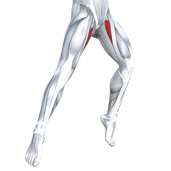 Conceito Conceitual Ilustração Ajuste Pernas Fortes Anatomia Humana Músculos Anatômicos — Fotografia de Stock